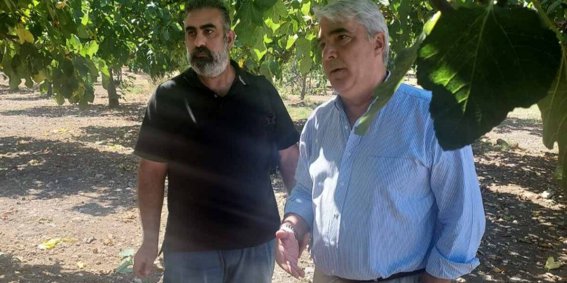 Μέχρι και τις 30 Σεπτεμβρίου οι αποζημιώσεις των συκοπαραγωγών από τις βροχοπτώσεις